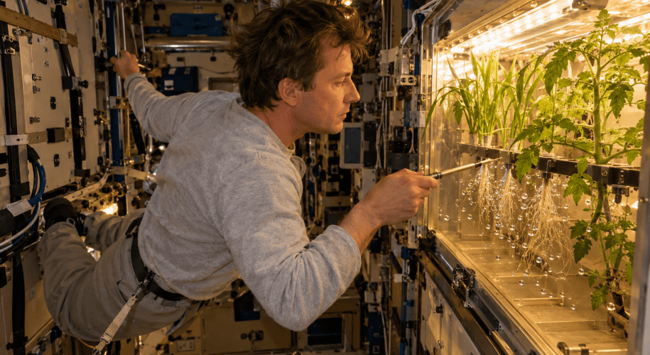 An astronaut floats at an angle to the wall of a station module, one hand on a handrail, and guides a thin metal nozzle toward the roots of young wheat and a tomato plant in a transparent aeroponic chamber, where water droplets float around the roots.